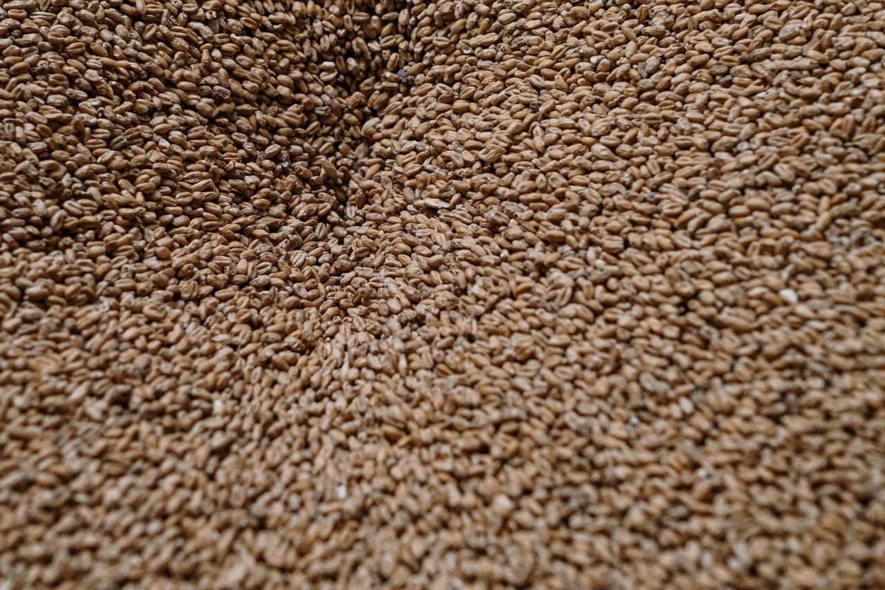 A copper immersion wort chiller coiled inside a steaming brew kettle